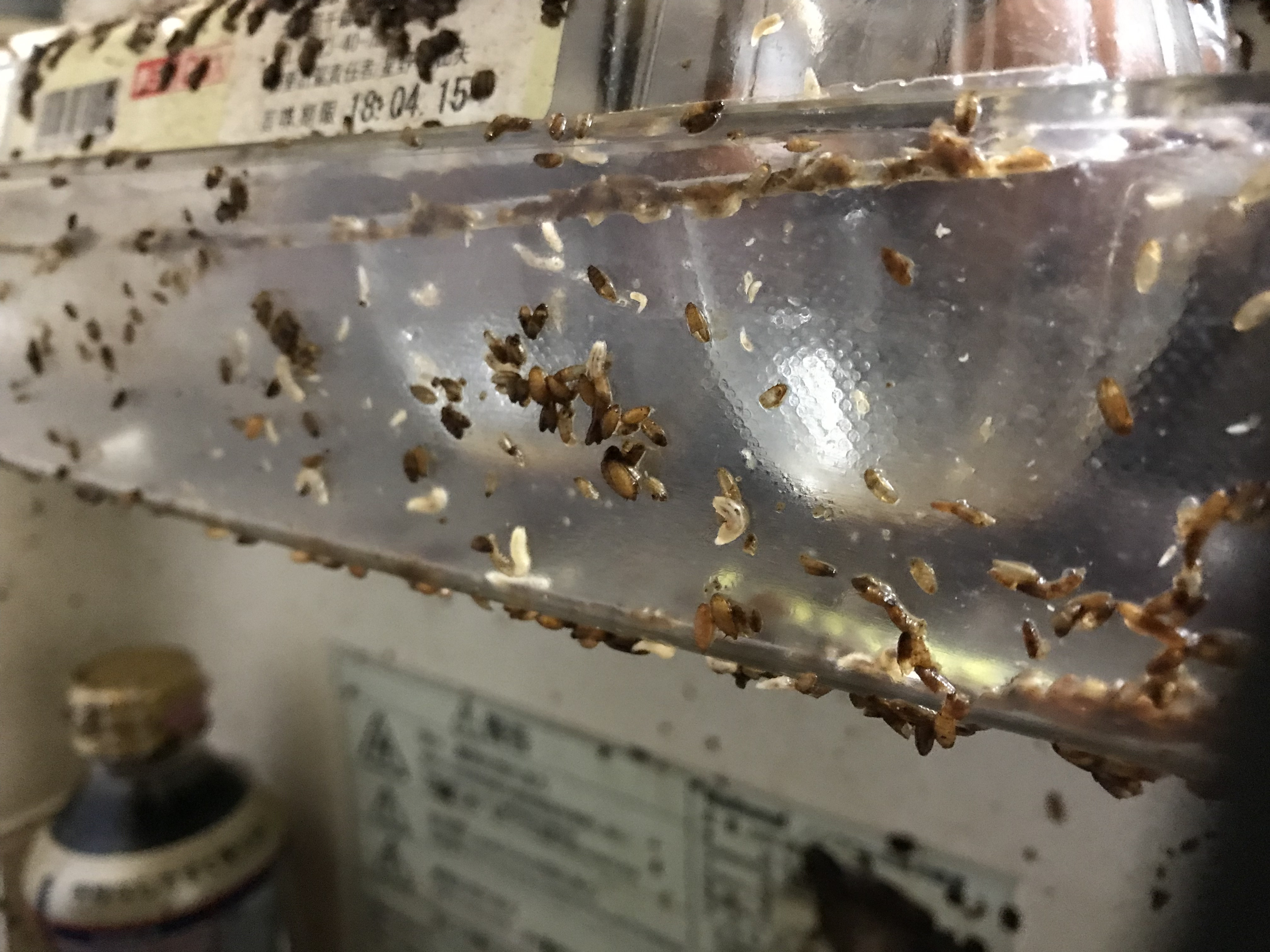 部屋の虫はどこから湧く？謎の小さい黒い虫の正体と完全駆除対策