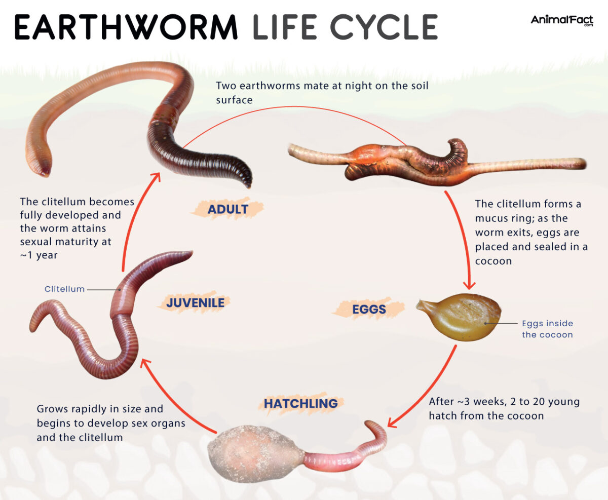 Lifespan of a Worm