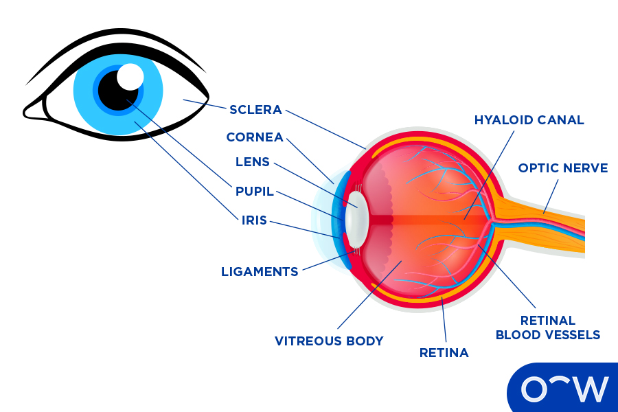 What K Is Our Eyes