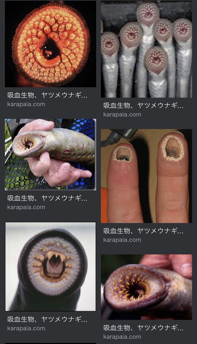 ヤツメウナギはなぜ怖い？異様な歯の構造と人間襲撃の真相に迫る