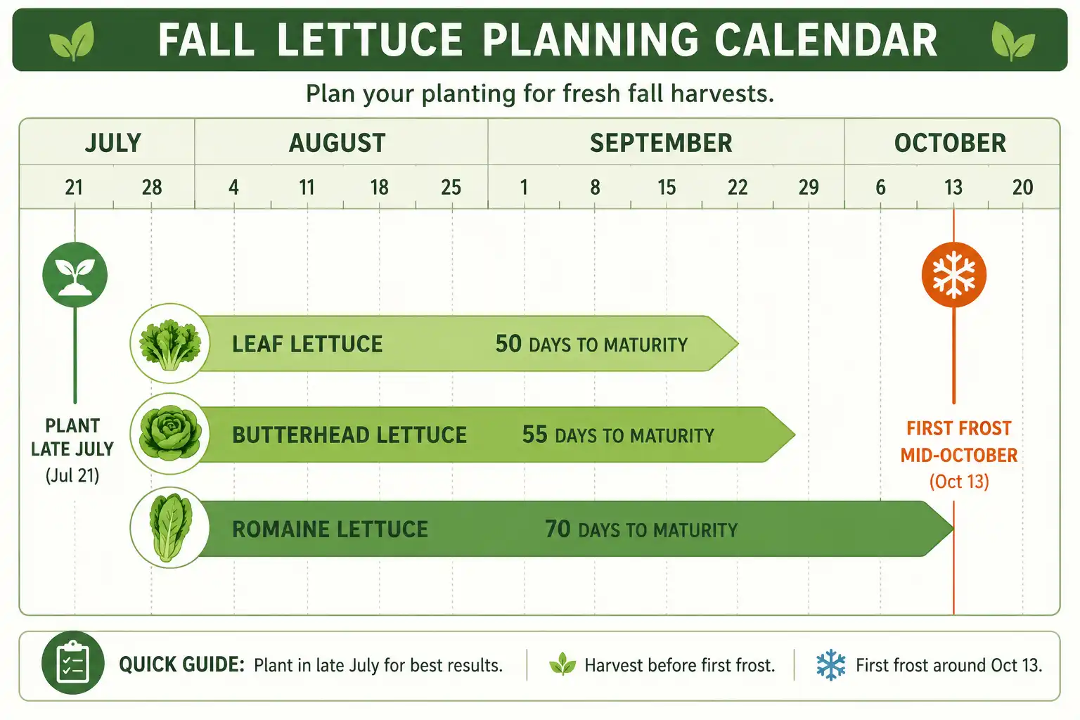 Planting Time for Lettuce