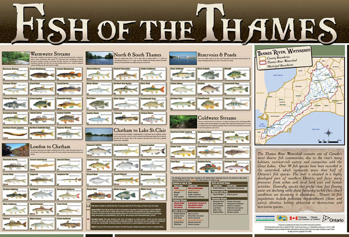 Are There Fish in the Thames