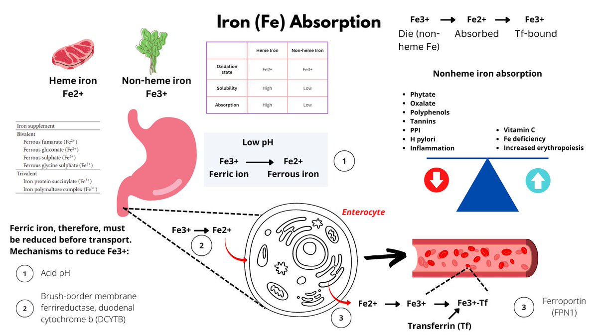What Increases Absorption of Iron
