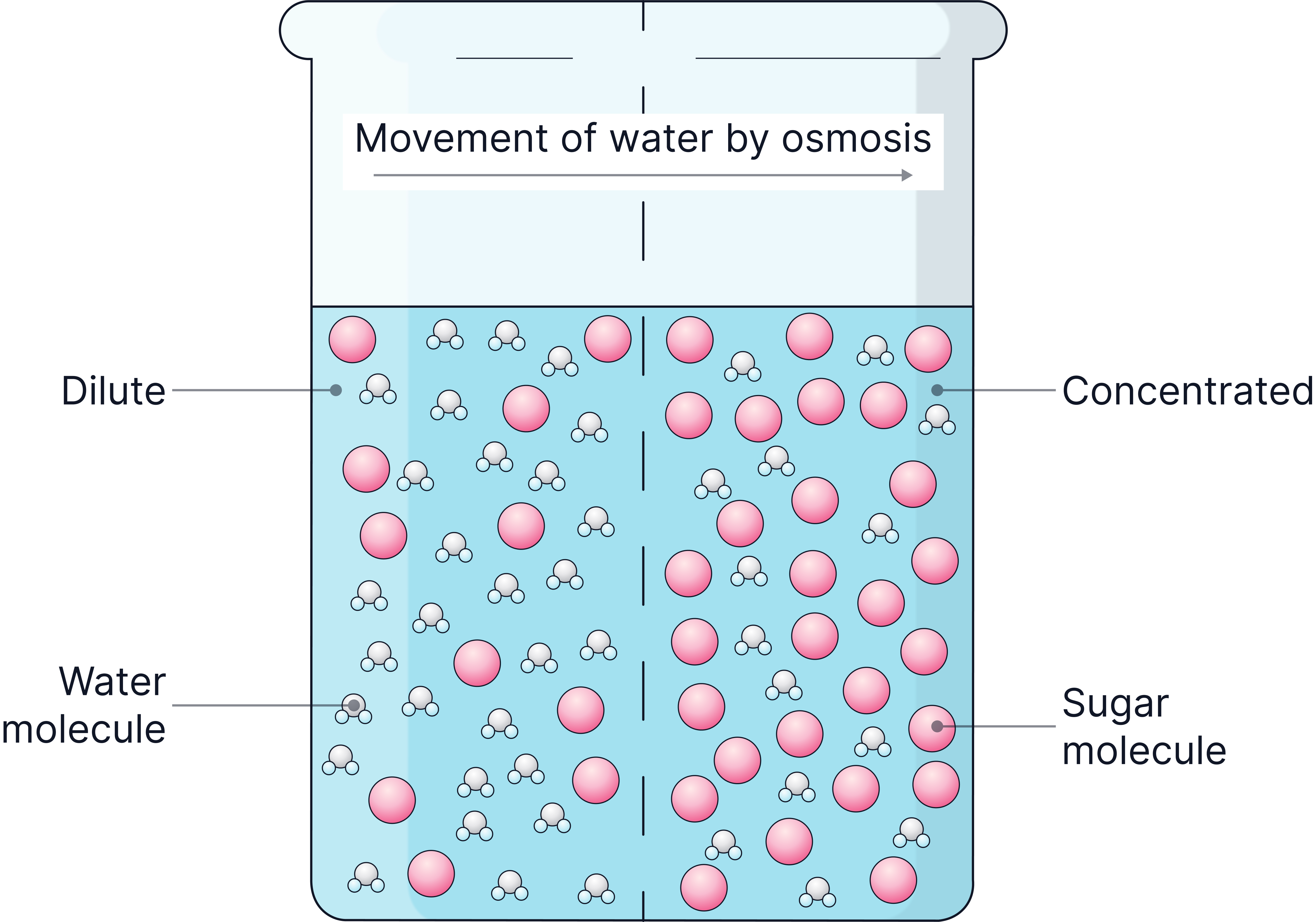 What Is Water Osmosis