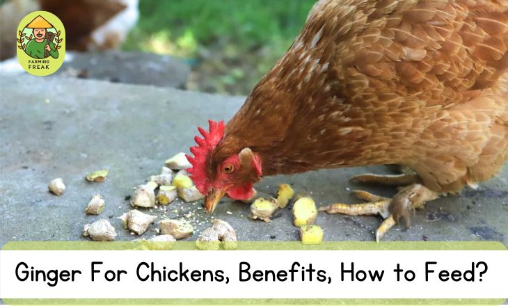 Can Chickens Have Ginger
