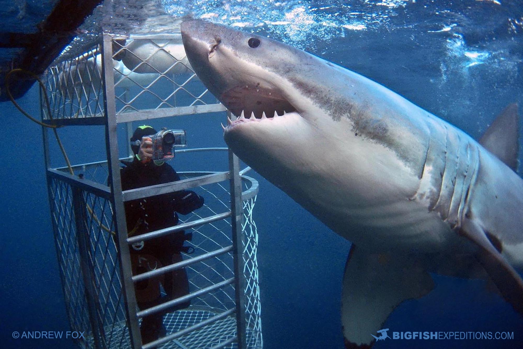 Cage Diving with Great White Sharks