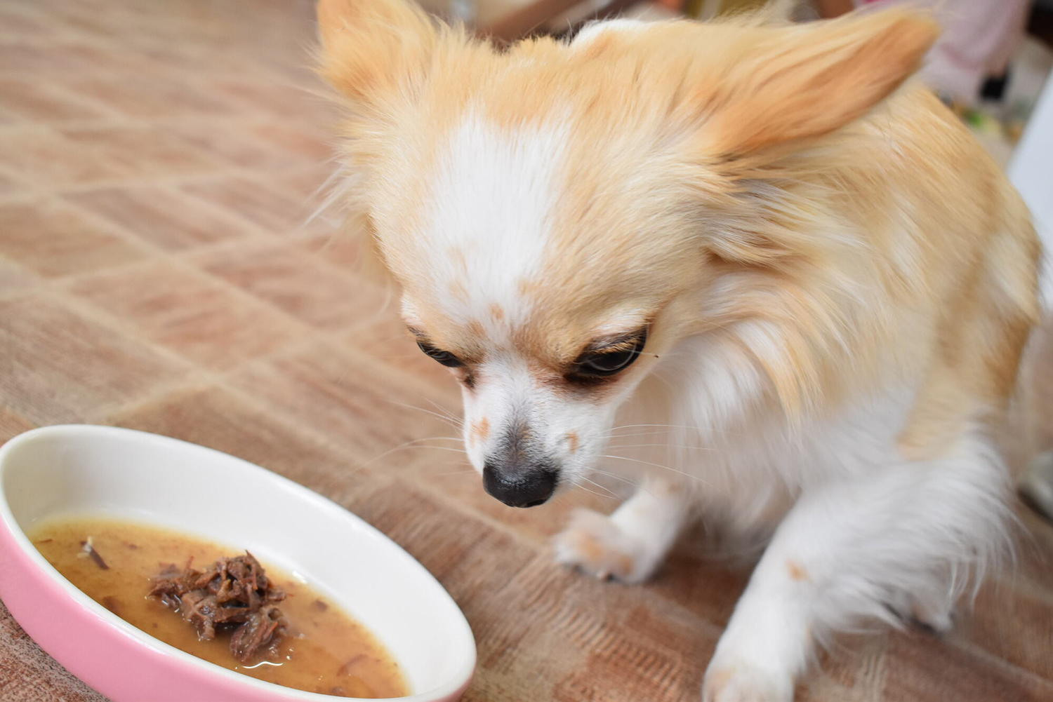 犬に豆腐は大丈夫？健康効果と結石・アレルギーのリスク徹底解説