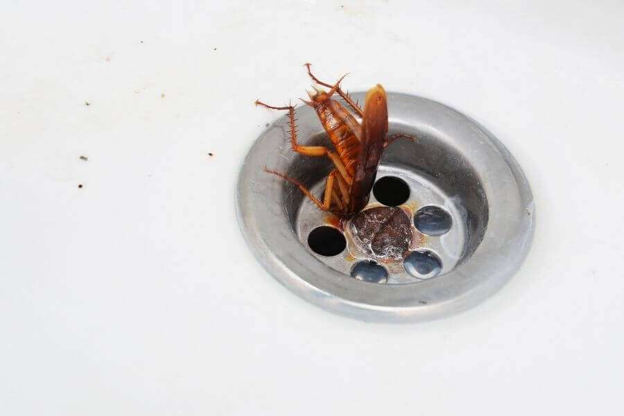 Can Roaches Get in Through the Drain