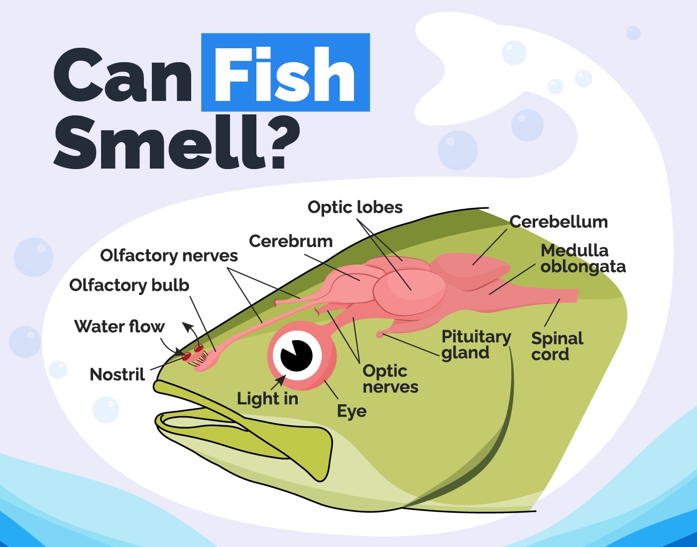 Why Do I Have a Fishy Smell