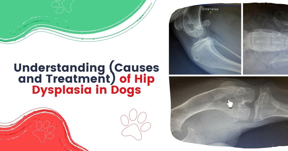 Hip Dysplasia Puppy Treatment