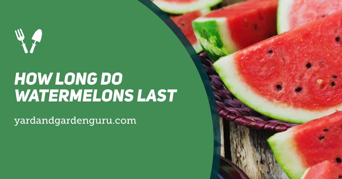 How Long Will an Uncut Watermelon Last