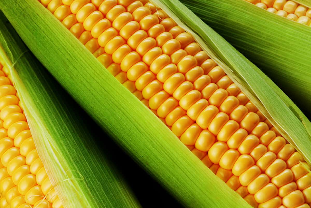 How Long Does Fresh Corn Last