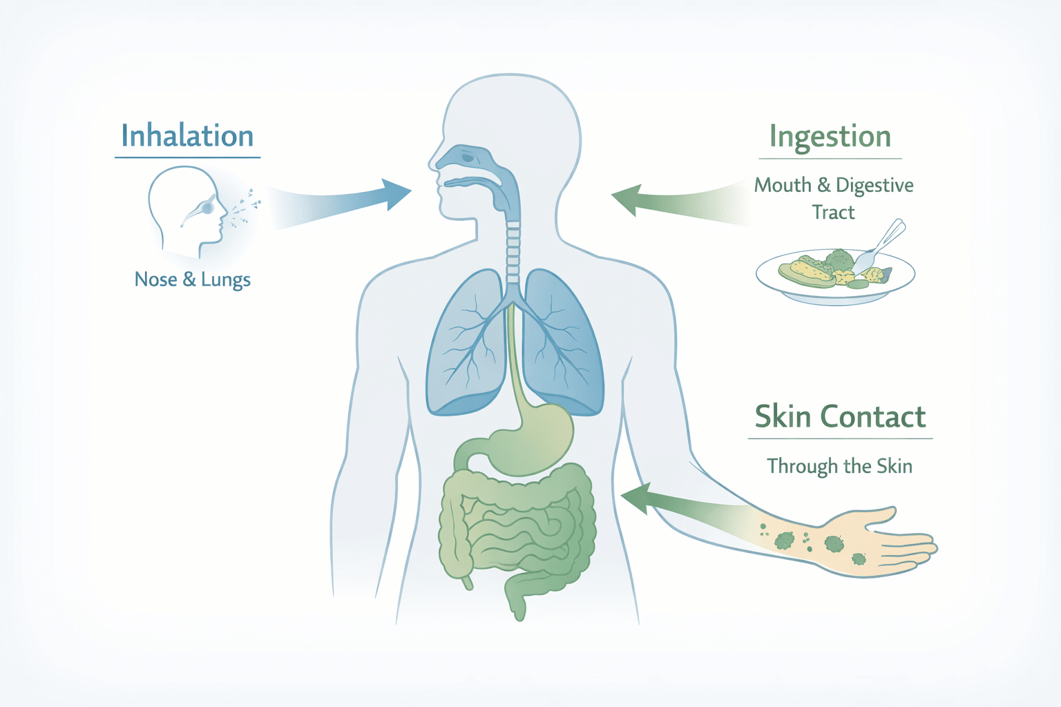 What Happens If You Ingest Mold
