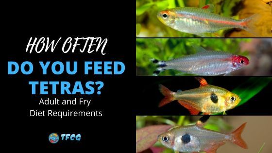 How Often to Feed Tetras