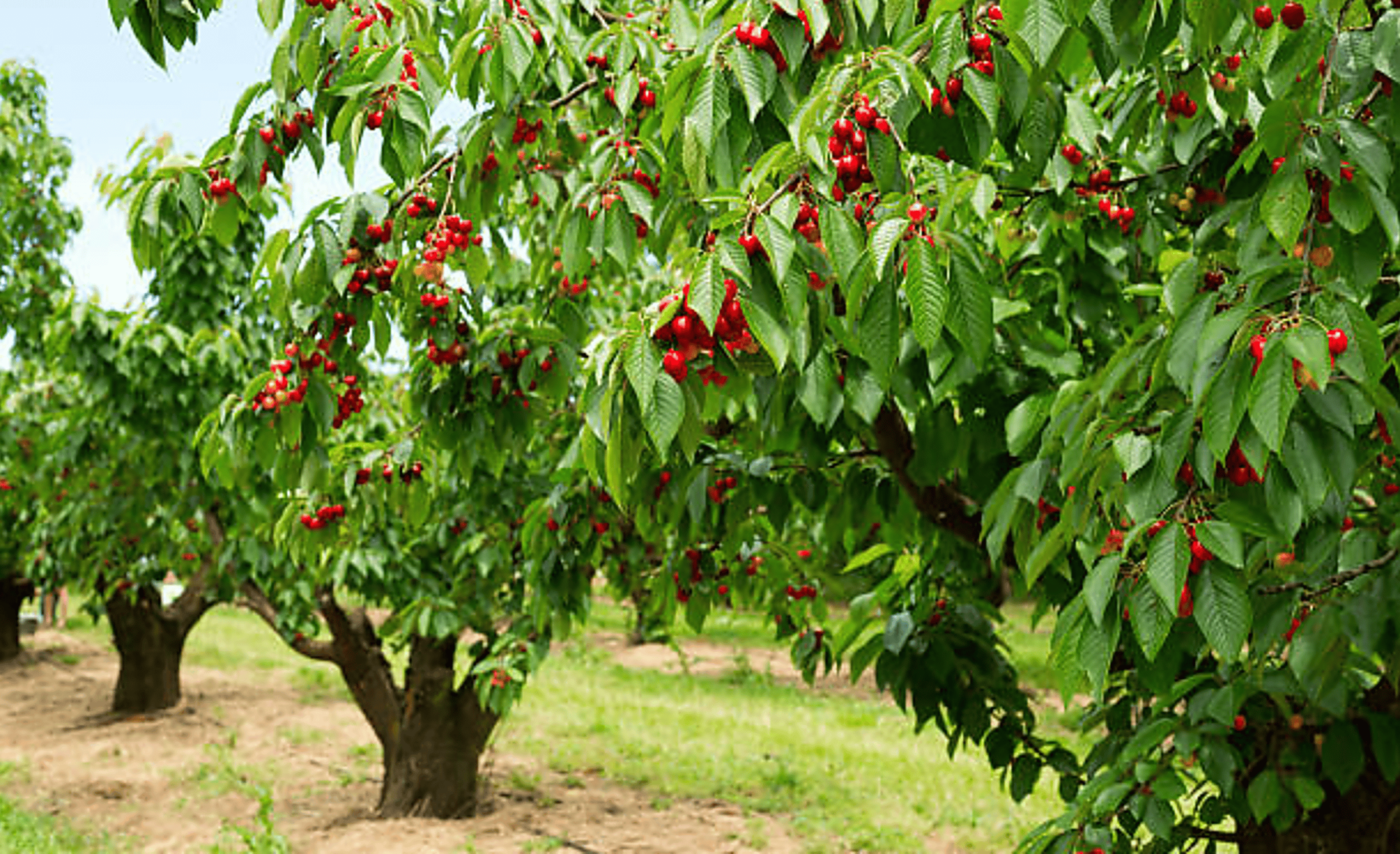 Where Are Cherry Trees Grow