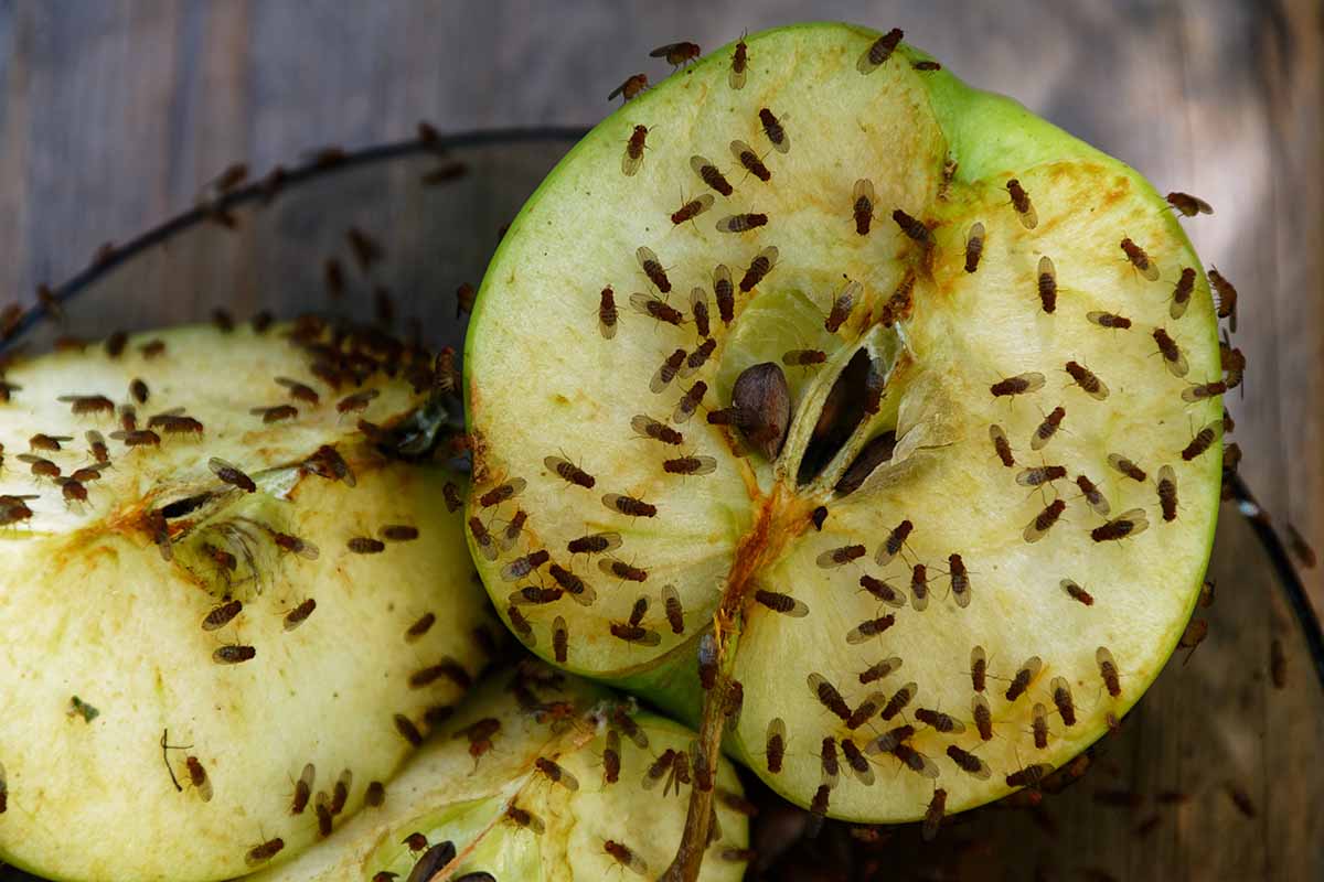 Why Are Fruit Flies So Bad This Year