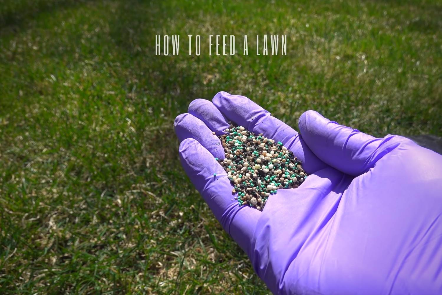 When Should You Feed a Lawn