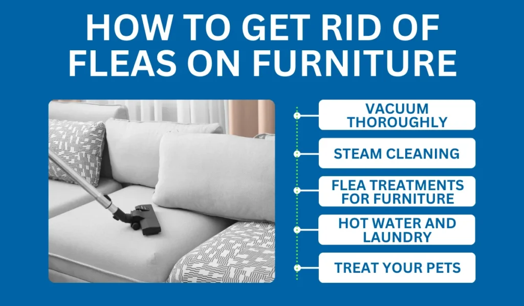 How to Get Rid of Fleas on Furniture