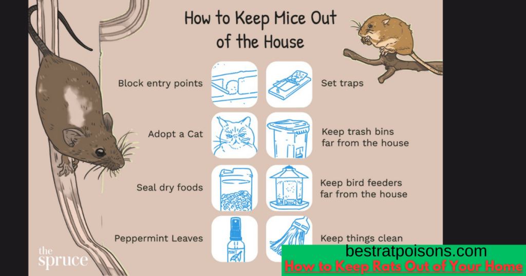 How to Get a Rat out of Your House