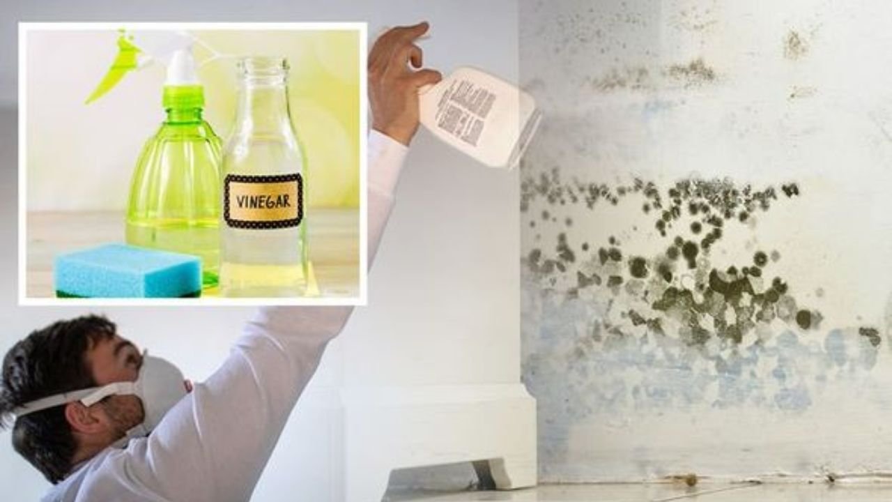 Killing Mold with White Vinegar