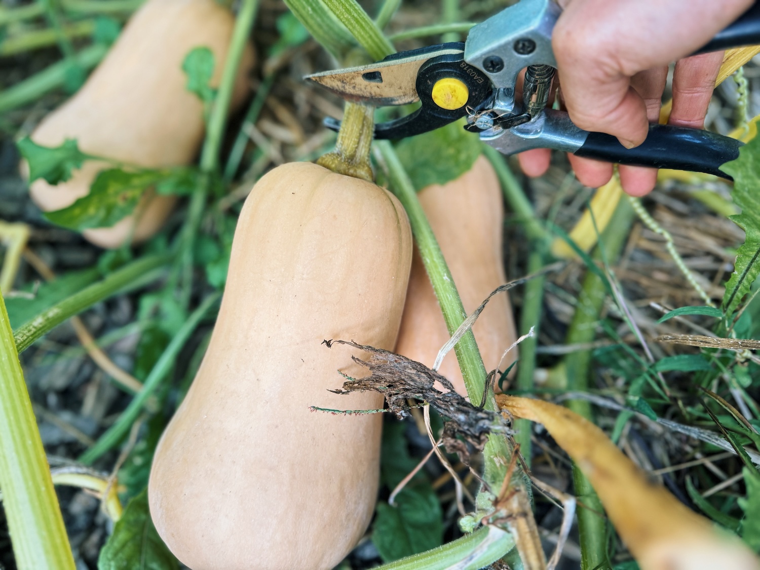 How to Pick out a Butternut Squash
