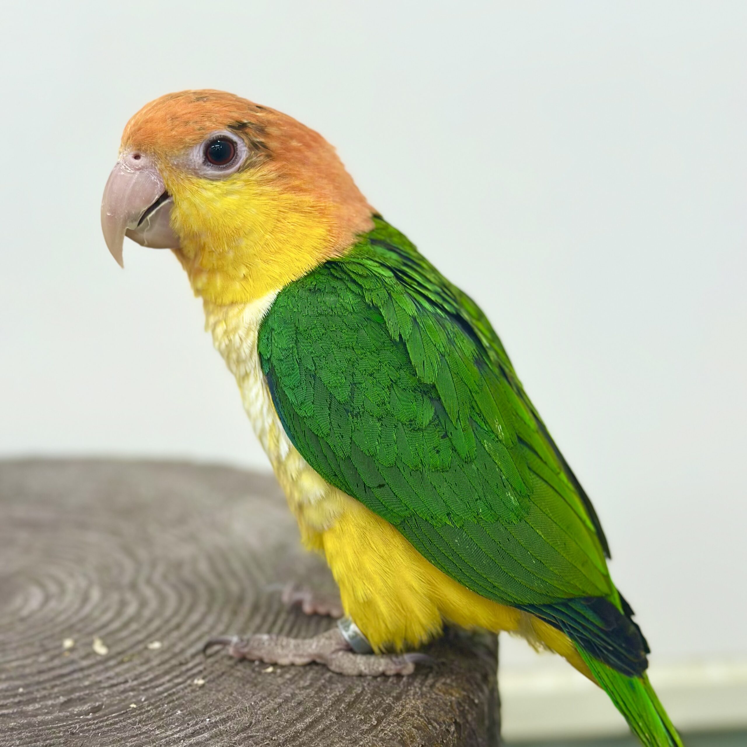 跳ぶインコ！シロハラインコの底知れぬ魅力と後悔しない飼育の真実