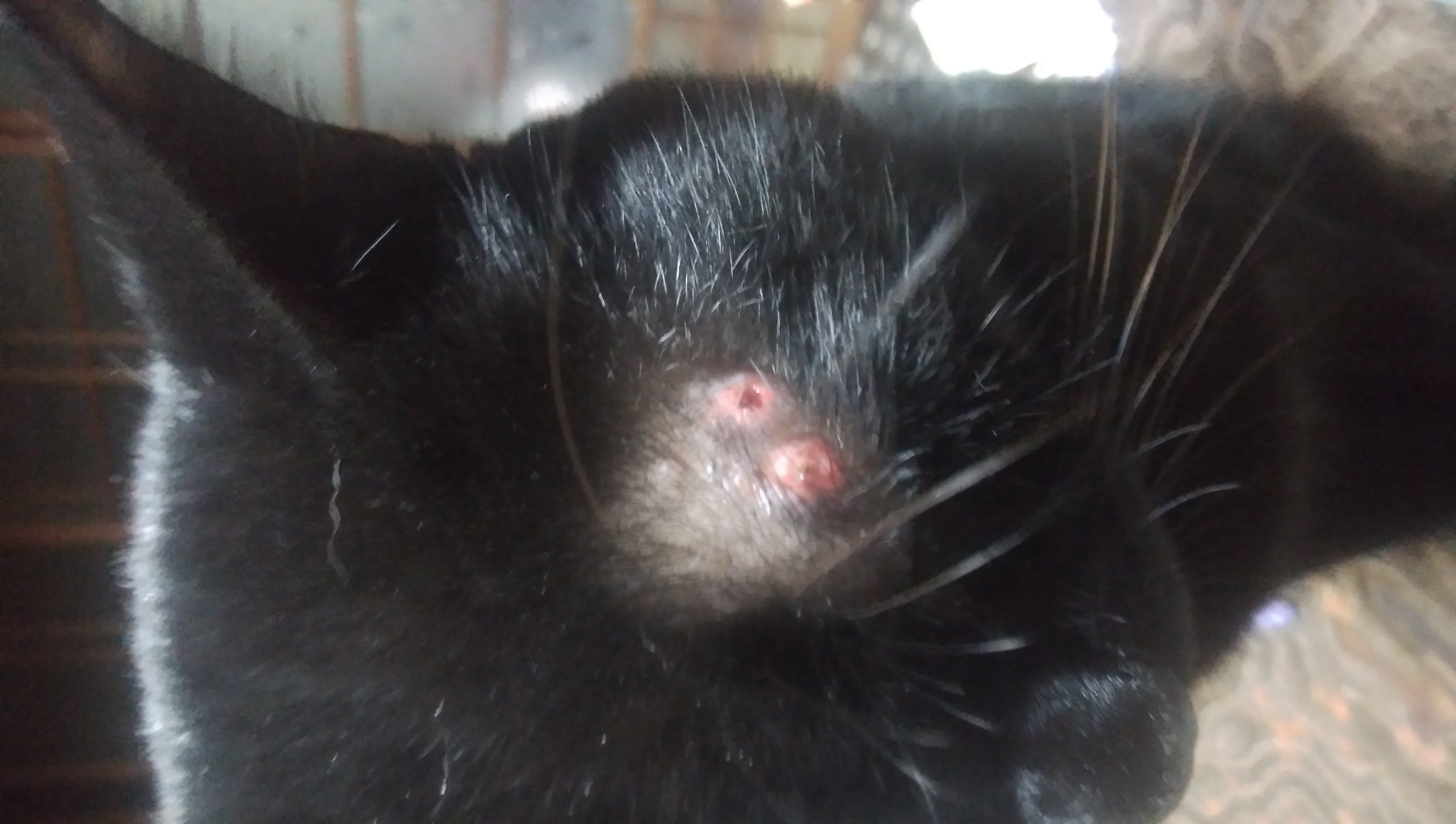 猫のマダニ感染症は命に関わる？Sftsの致死率と室内飼いの盲点