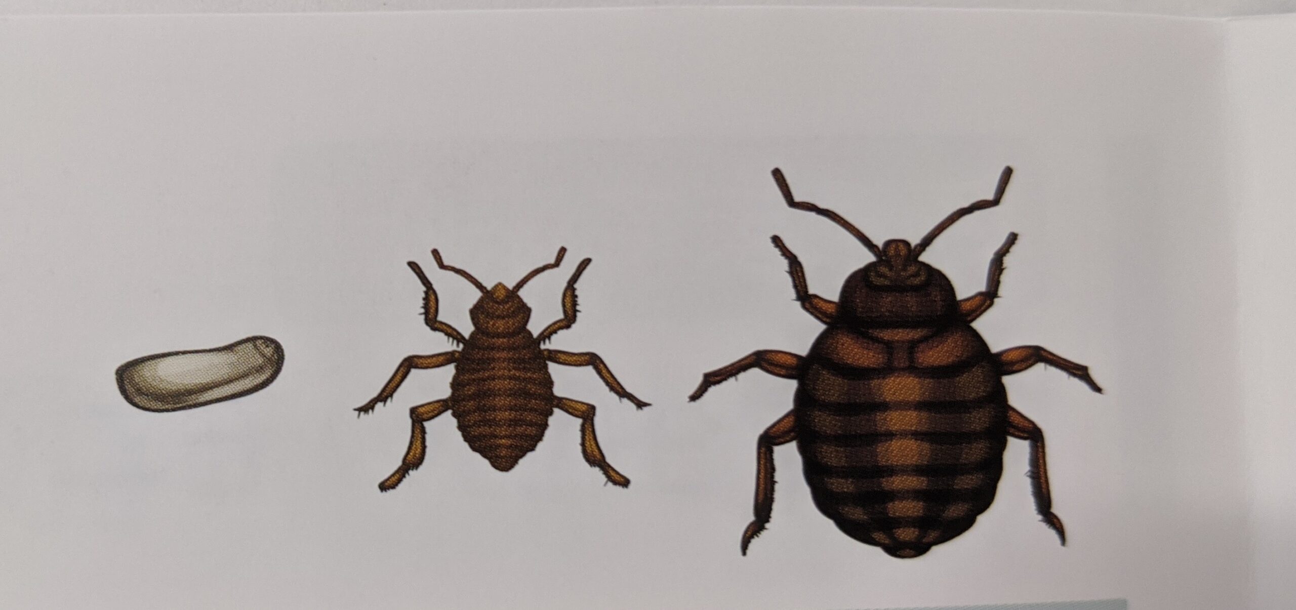 布団に潜む黒いダニみたいな虫の正体！見分け方と2026年最新駆除法