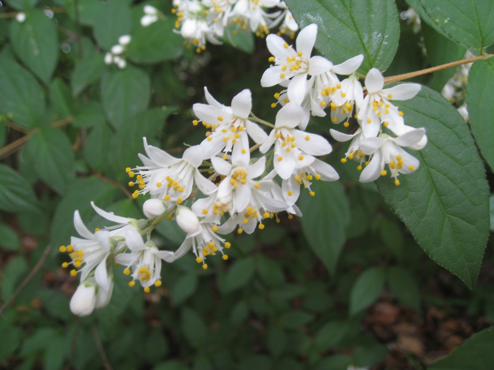 卯の花とはどんな花？おからとの違いや開花時期・花言葉の真相を解説