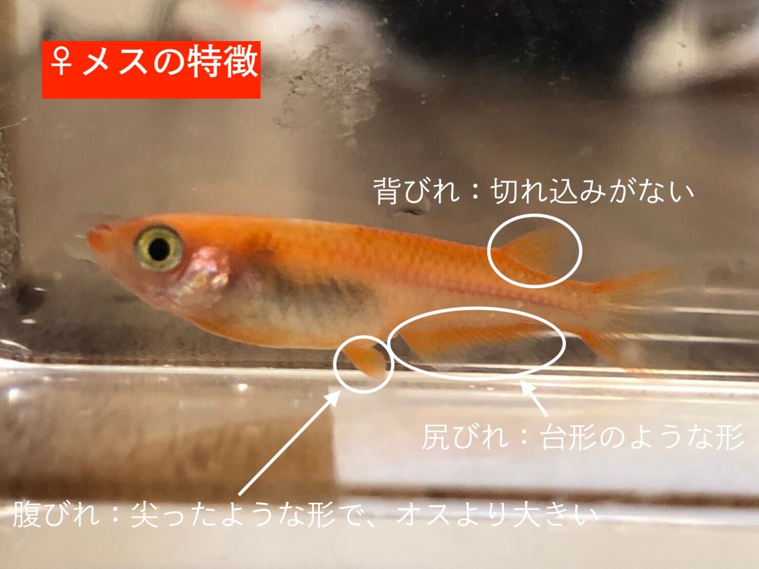 メダカのオスメス見分け方完全攻略！ヒレの切れ込みと上見の決定打