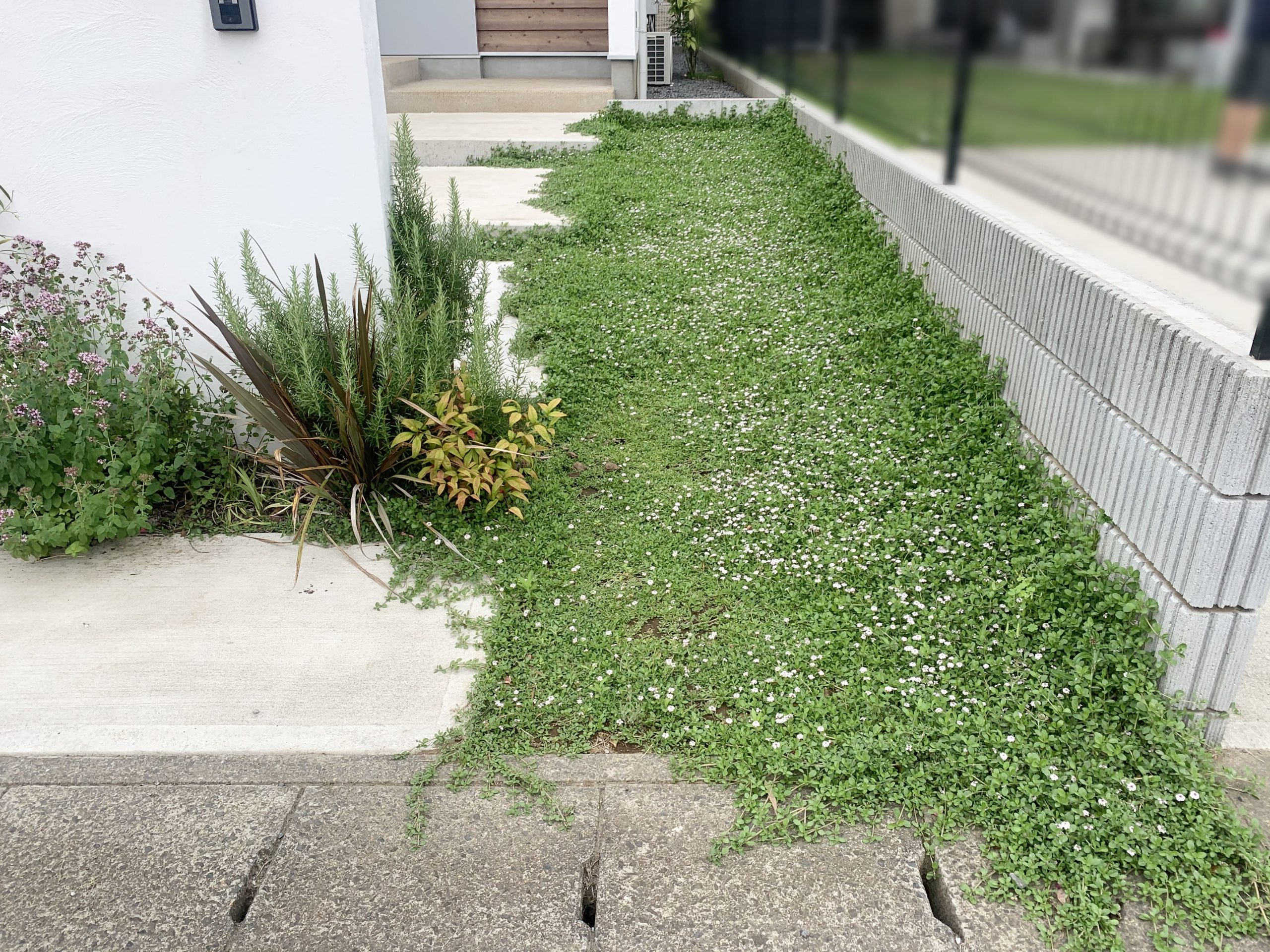 クラピアで後悔？植えてはいけない理由と芝生比較・2026年最新の真実