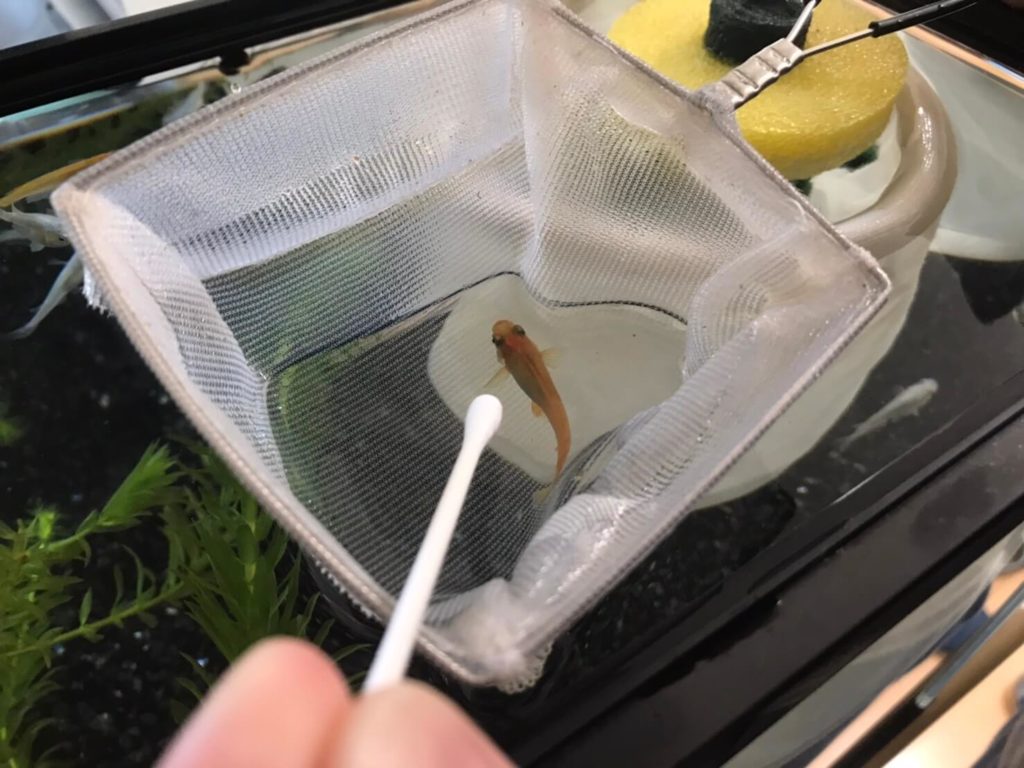 メダカの卵を見つけたら放置は厳禁？孵化率を高める隔離手順と育て方