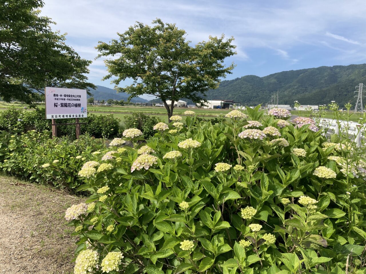 【2026最新】宮荘川の紫陽花！見頃時期・駐車場・混雑回避を徹底解説