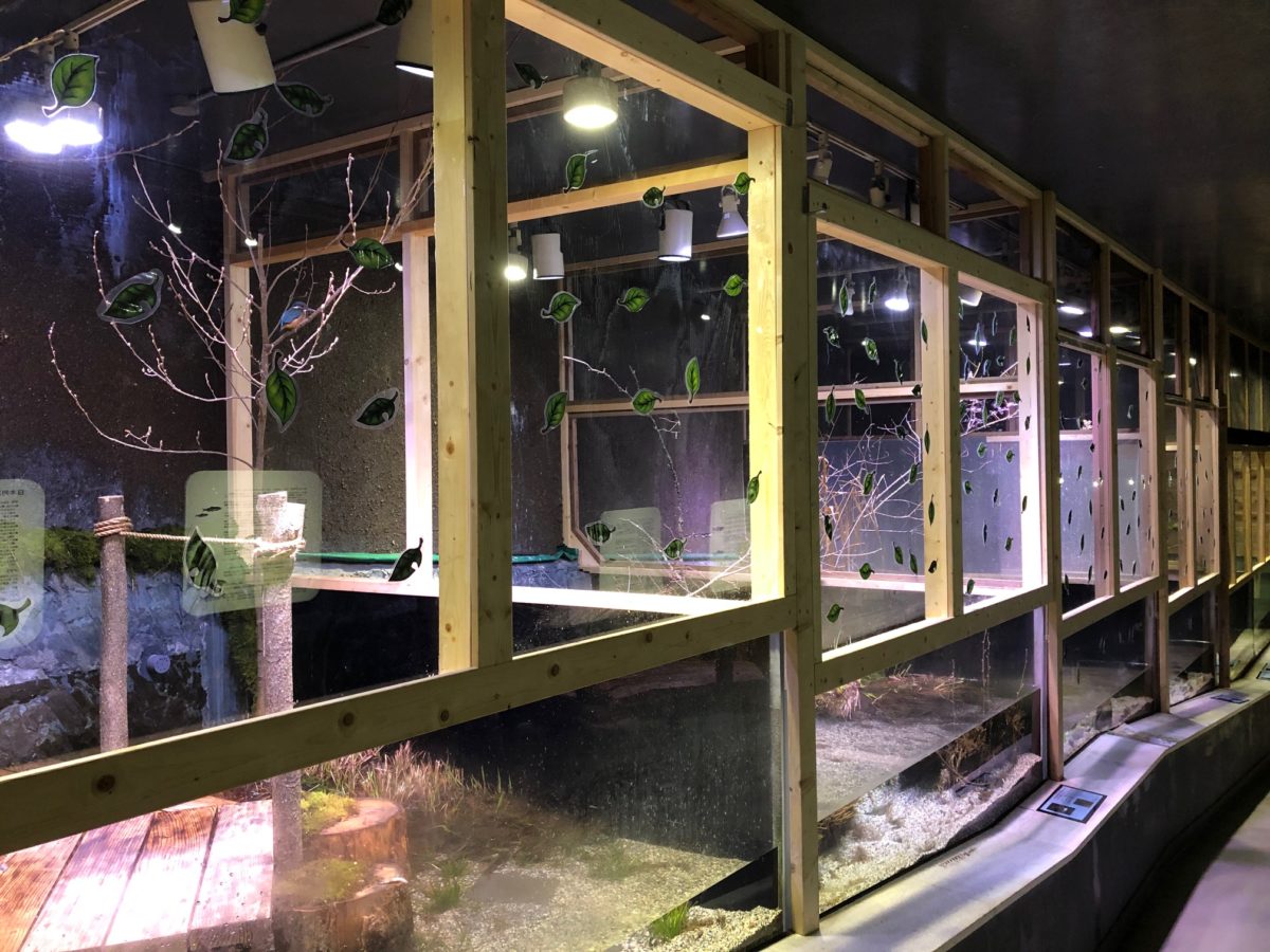 カワセミ水族館の全貌！カワウソ展示や釣り体験と料金割引の真実