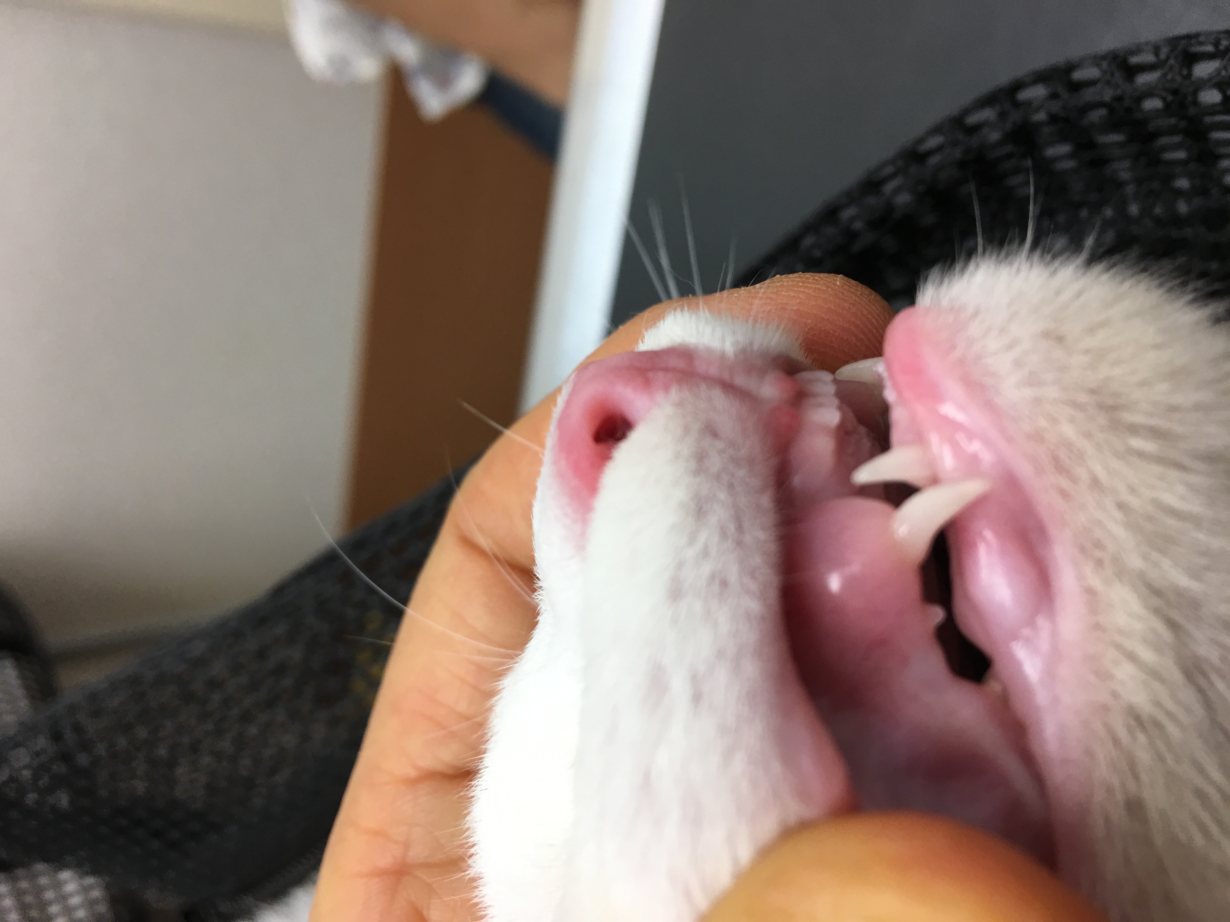 猫の歯の生え変わりは何ヶ月から？抜けた歯の誤飲や口臭・二重犬歯の真実