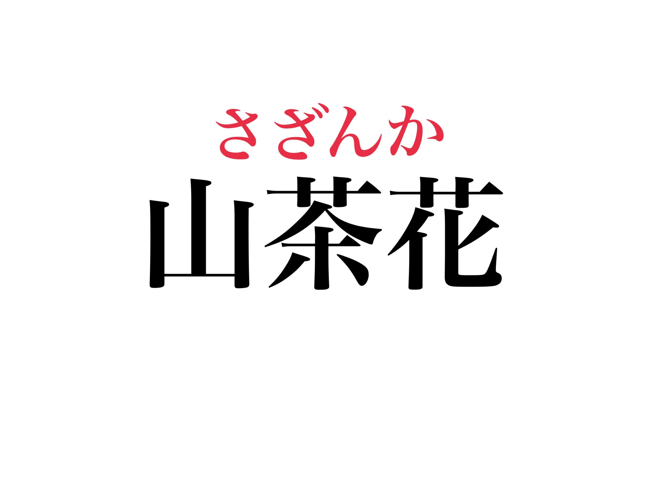 山茶花の読み方はなぜ「さざんか」？漢字順と発音が食い違う真相を徹底解明