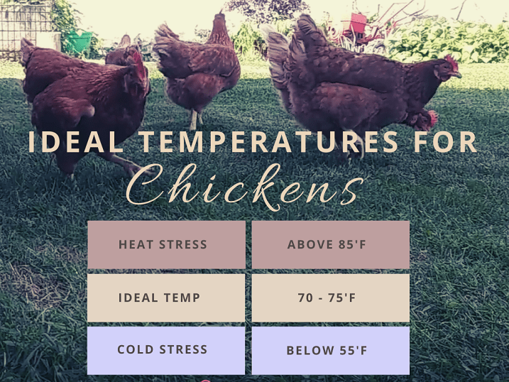 What Temperature Can Chickens Go Outside