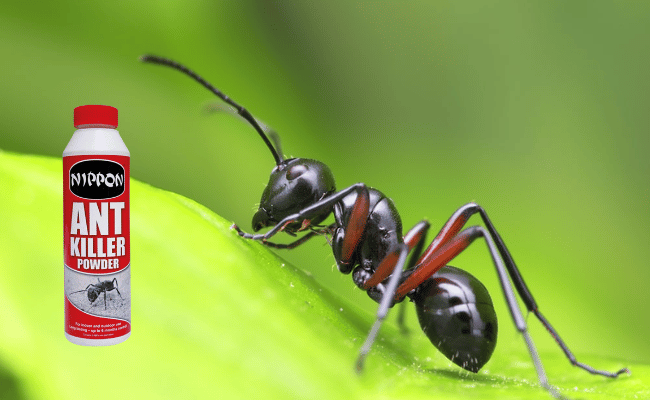 Is Ant Powder Harmful to Humans