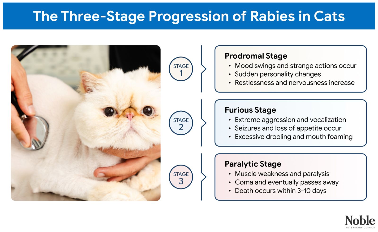 Symptoms of Rabies in Cats to Human Timeline