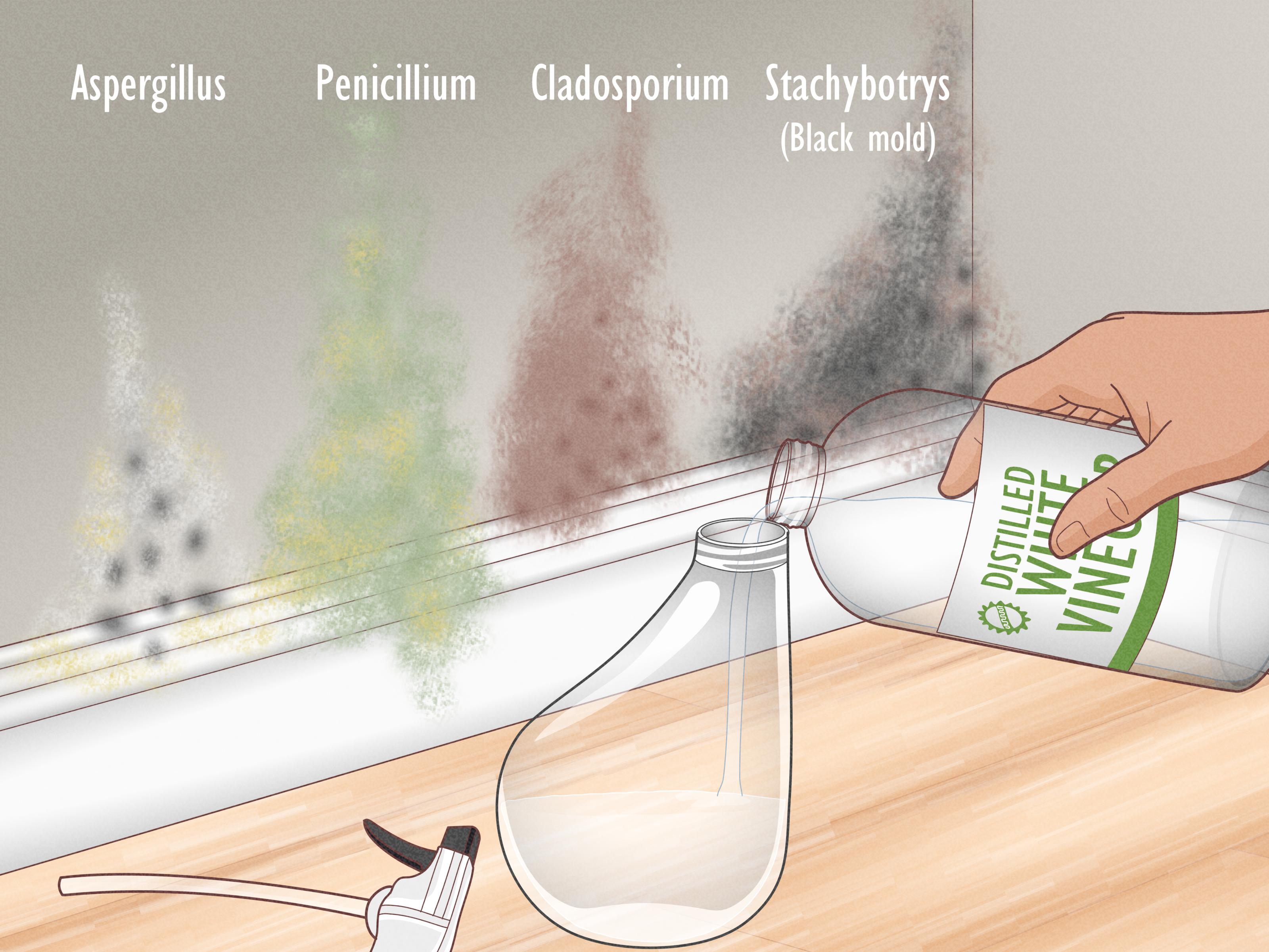 Is 5 Vinegar Enough to Kill Mold