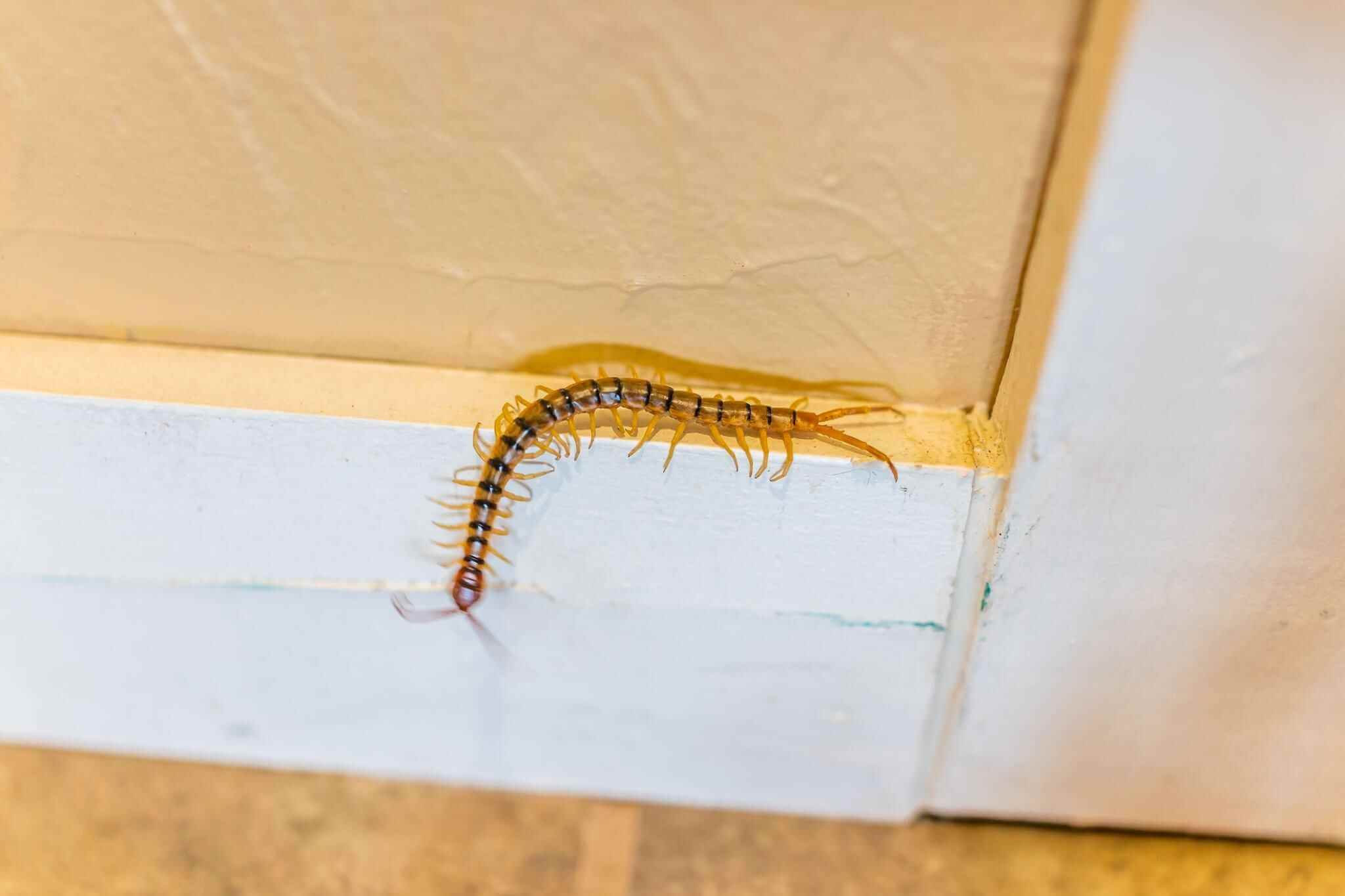 Why Do Centipedes Come Inside the House