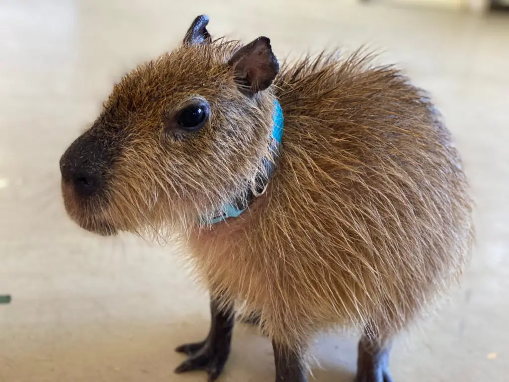 大きいネズミは飼える？カピバラやチンチラの飼育法と費用・注意点まとめ