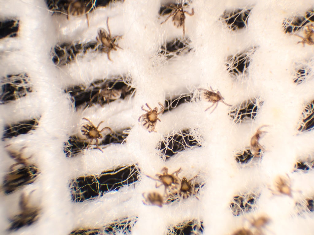 Do Ticks Make Webs