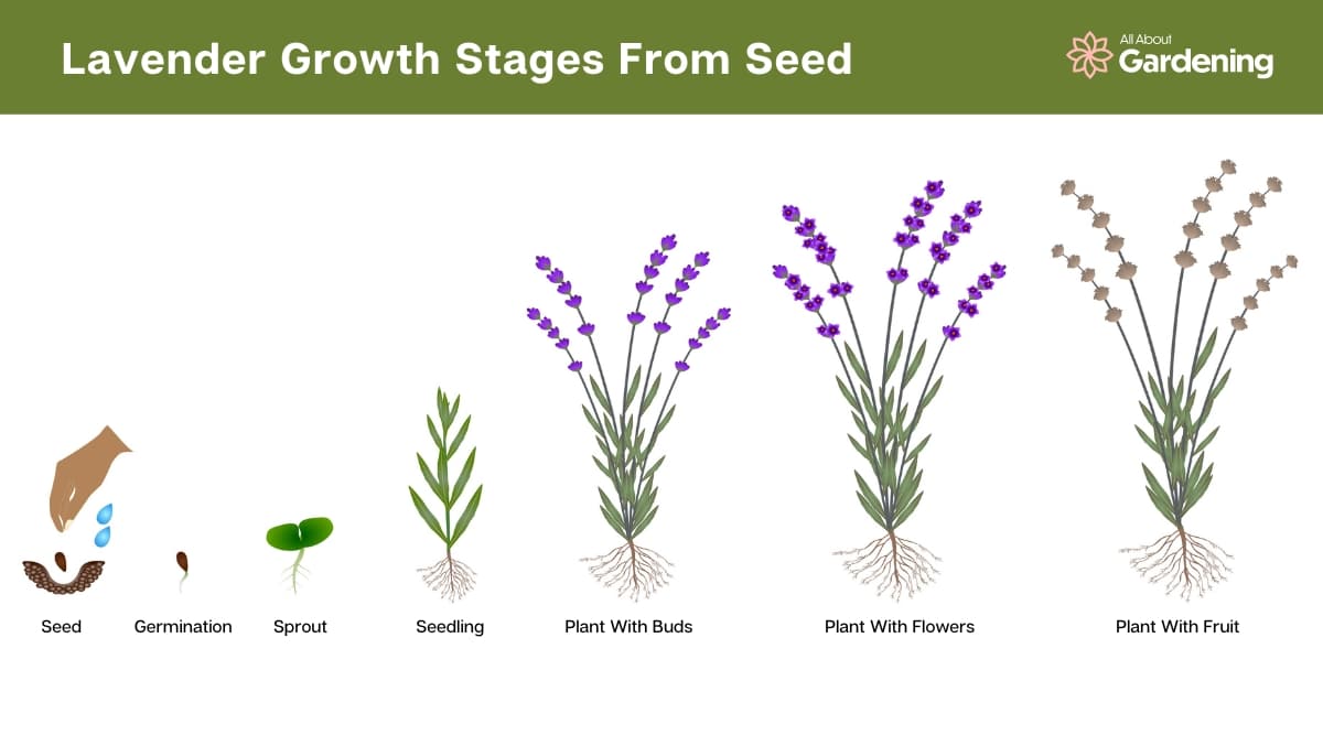 Stages of Lavender Growth from Seed