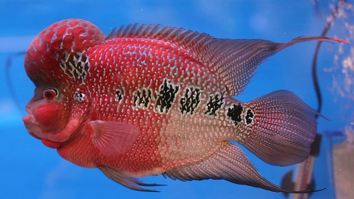 What Is the Most Rare Fish in the World