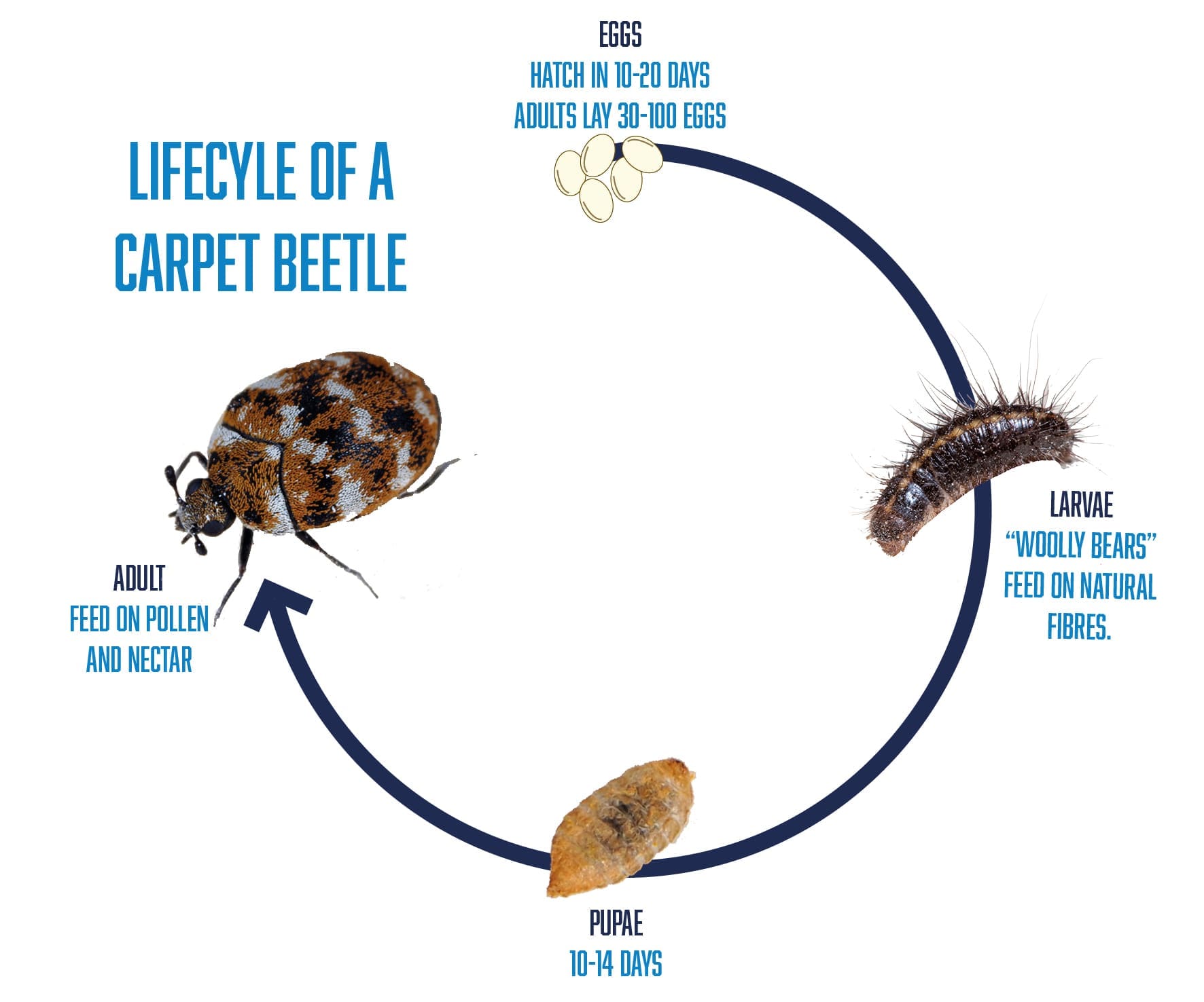 How Do Carpet Beetles Get in the House