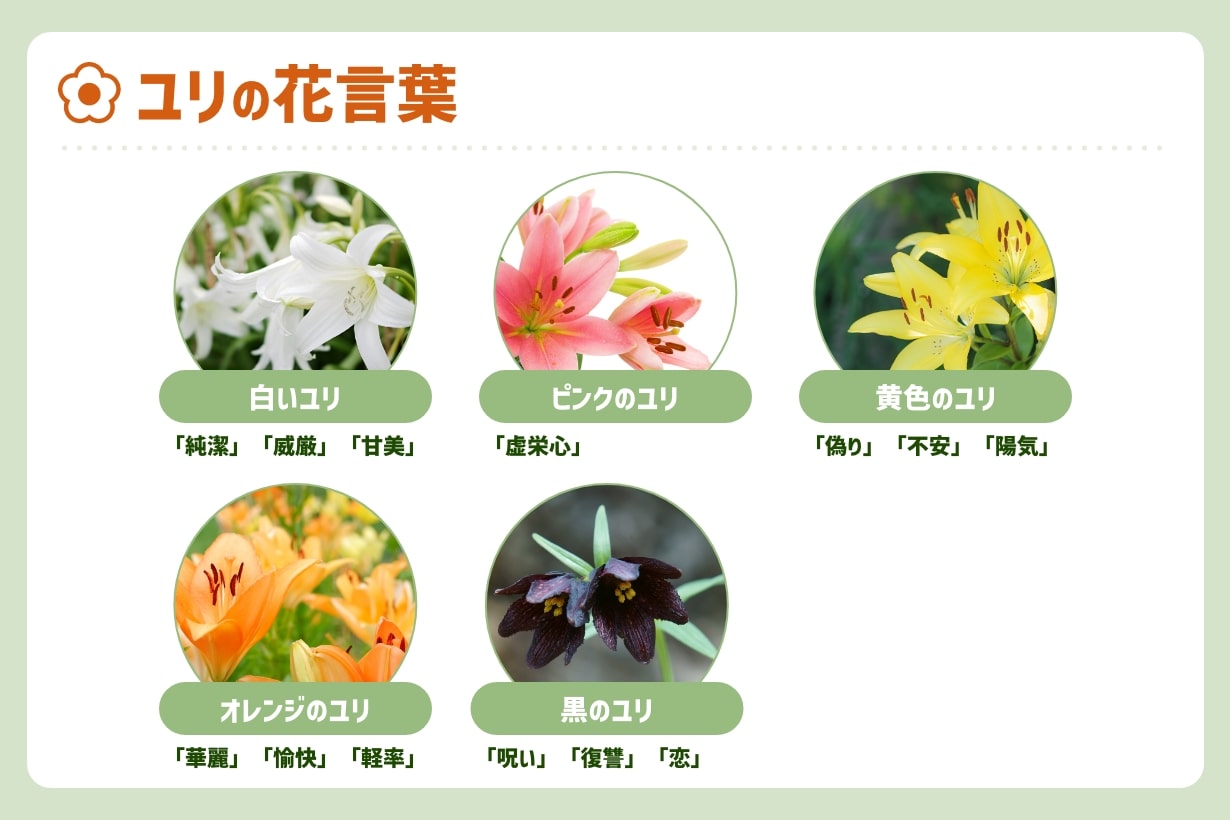 百合の花言葉の真実｜純粋の裏に潜む怖い意味と色別の決定版解説