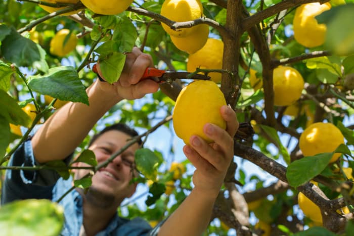 When to Pick Lemons from Tree