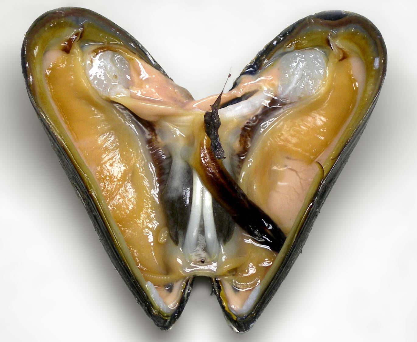 Mussels That Are Open