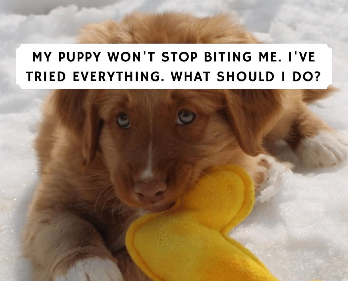 My Puppy Won't Stop Biting Me I've Tried Everything
